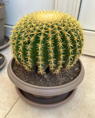 ECHINOCACTUS GRUSONII BREVISPINUS