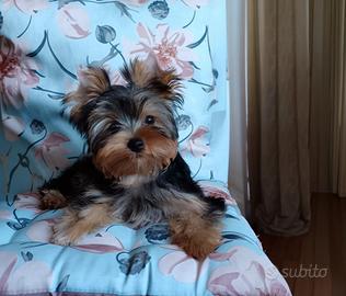Yorkshire Terrier con pedigree