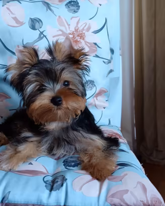 Yorkshire Terrier con pedigree