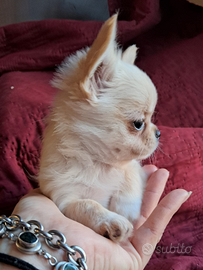 Chihuahua femmina
