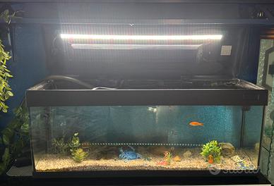 Acquario