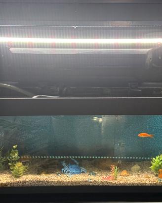 Acquario