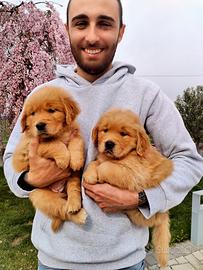 Cuccioli Golden retriever linea Americana