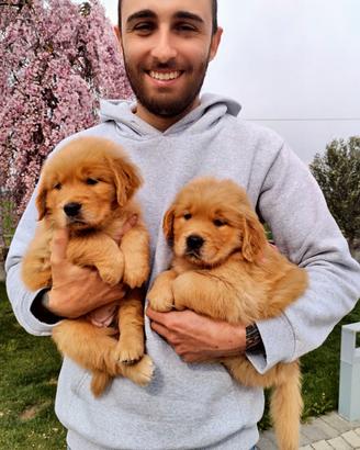 Cuccioli Golden retriever linea Americana