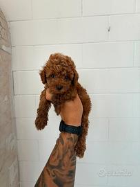 Cuccioli di cane