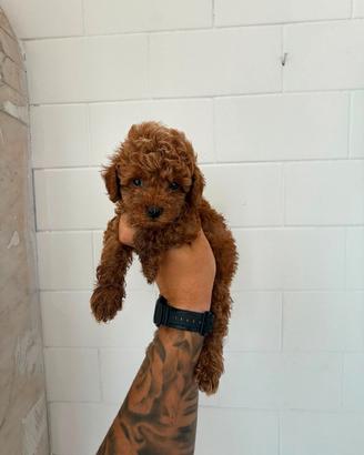 Cuccioli di cane