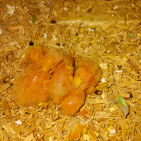 Ultimi 2 Inseparabili da imbecco