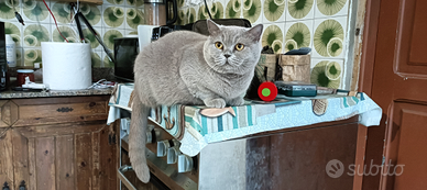 Scottish fold straight