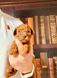 Cuccioli di barboncino Toy rosso
