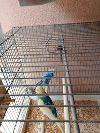 Cocorite Vari Colori