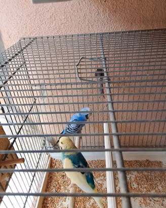 Cocorite Vari Colori