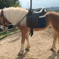 Haflinger 5 anni