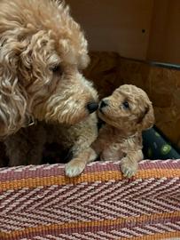  piccoli da coccolare 