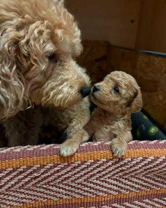  piccoli da coccolare 