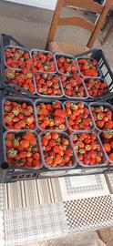 Fragole da Marmellata 