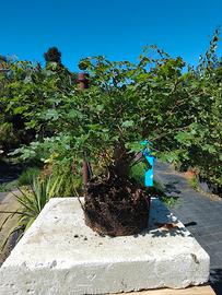 bonsai A8