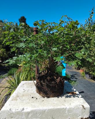 bonsai A8