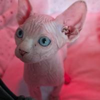 Sphynx