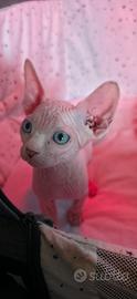 Sphynx