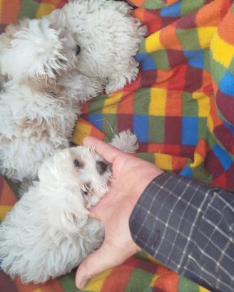 Quattro cuccioli di maltipo