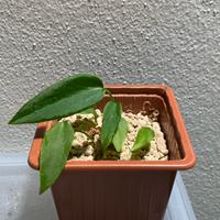 Pianta per Alice Consolini