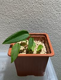 Pianta per Alice Consolini