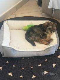 Maltipoo