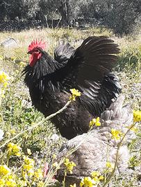 Galli australorp