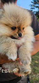 Spitz pom