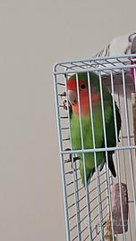 Inseparabile