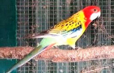 Rosella manto oro maschio