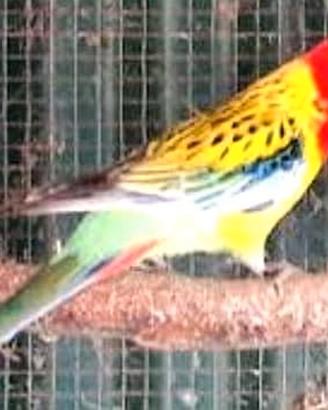 Rosella manto oro maschio