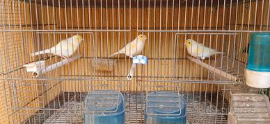 Canarini
