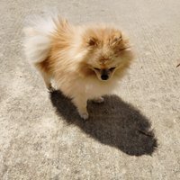 Spitz Pomerania nano per monta