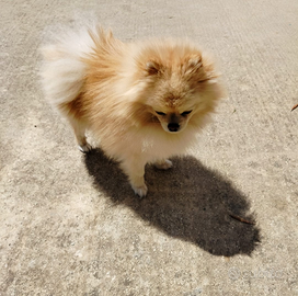 Spitz Pomerania nano per monta