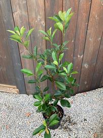 Photinia per siepe