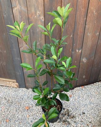 Photinia per siepe