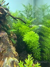 Limnophila sessiliflora