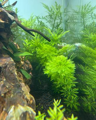 Limnophila sessiliflora