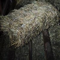 Ballette Fieno Trifoglio 2025