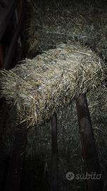 Ballette Fieno Trifoglio 2025