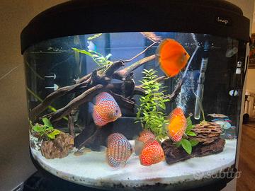 Acquario cristallo tondo 160 lt con discus