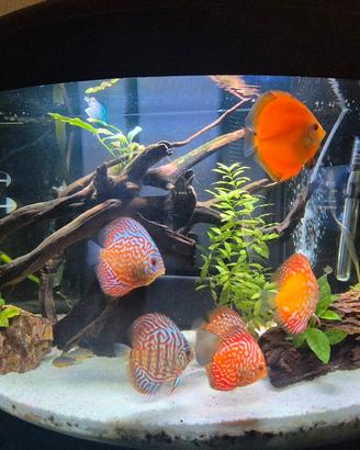 Acquario cristallo tondo 160 lt con discus