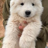 Pastore Maremmano Abruzzese