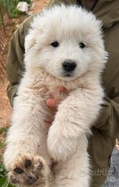 Pastore Maremmano Abruzzese