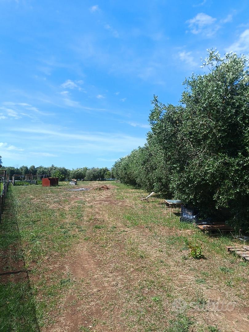 Terreno agricolo - Azienda agricola - Vista 2