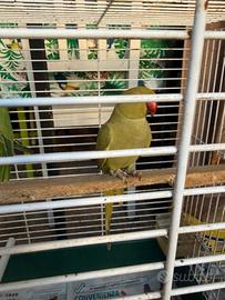 Parrocchetto da collare