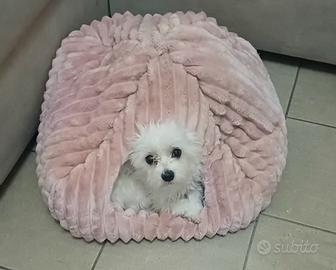 cuccia per cani piccoli caldissima