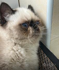 Cucciolo di persiano esotico