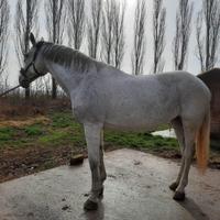 Fattrice da salto francese 2007